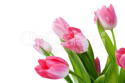 tulips flowers