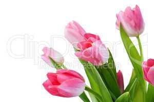 tulips flowers