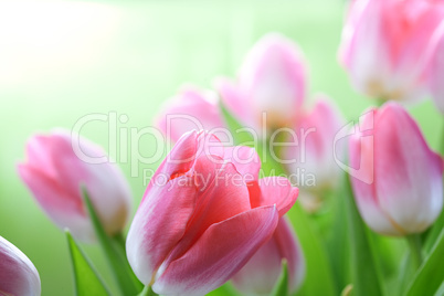 tulips flowers on blue sky and sun