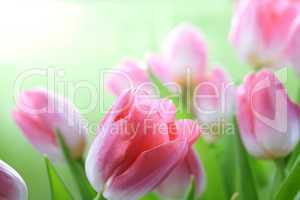 tulips flowers on blue sky and sun
