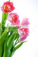 tulips flowers