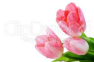 tulips flowers