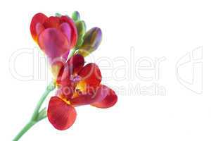 flowers isolated
