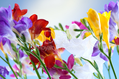 flowers on blue sky