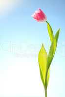tulips flowers on blue sky