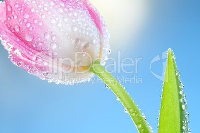 tulips flowers on blue sky