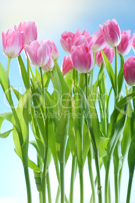 tulips flowers on blue sky