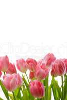 tulips flowers