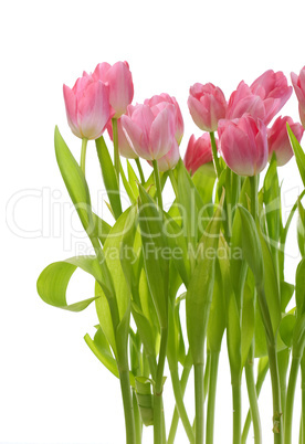 tulips flowers