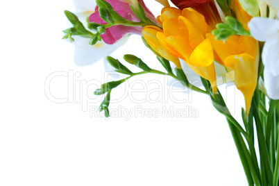 flowers isolated