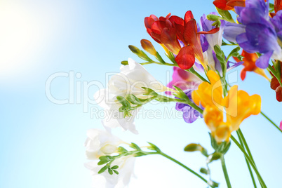 flowers on blue sky