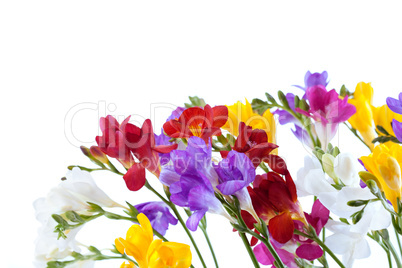 flowers isolated