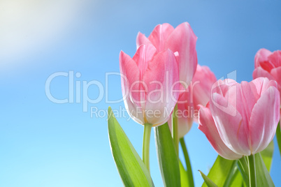 tulips flowers