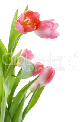 tulips flowers