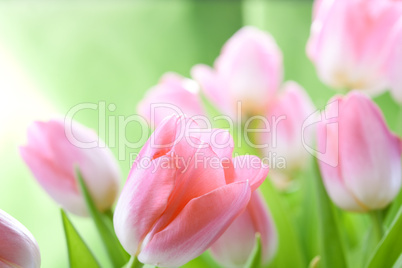 tulips flowers