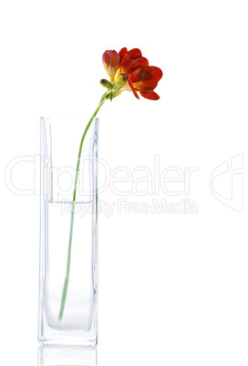 freesia  flowers