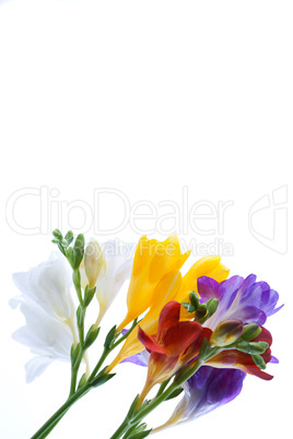 freesia  flowers