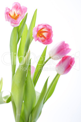 tulips flowers