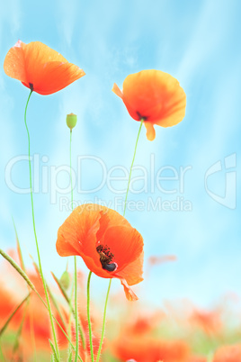 poppies on green field