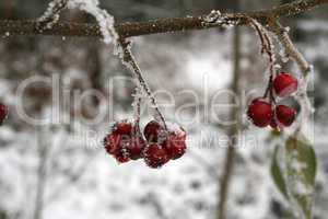 Rote Beeren