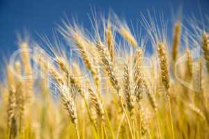 Ripe wheat on a blue sky