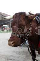 Cow on a farm