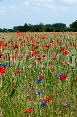 Grain field with poppies