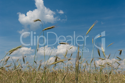 Rye field against blue sky