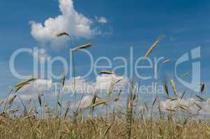 Rye field against blue sky