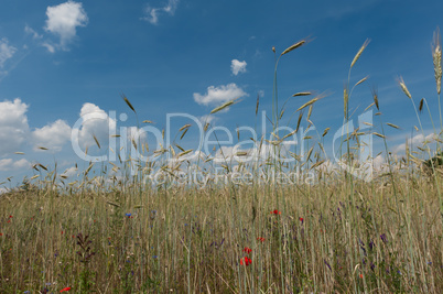 Rye field against blue sky