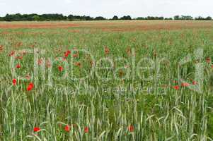 Grain field with poppies