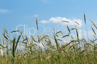 Rye field against blue sky