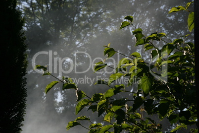 Wald / Blätter im Nebel
