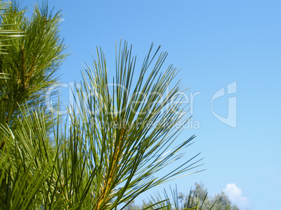 Young shoots of pine tree