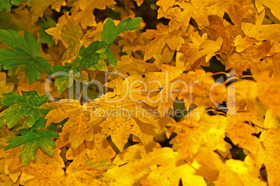 Yellow fall foliage