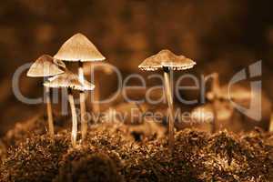 Group mushrooms. Sepia