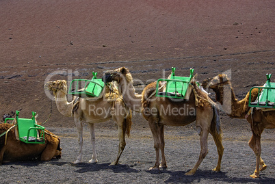 Kamele, Dromedare auf Lanzarote, Spanien