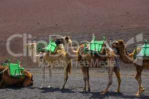 Kamele, Dromedare auf Lanzarote, Spanien