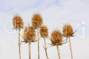Dry inflorescences of teasel
