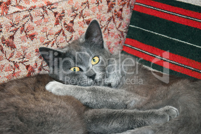 Two sleepy cats on a chair