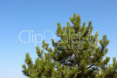 Treetop young pine