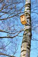 Bird house hanging on a birch.