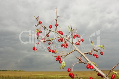 Branch of hawthorn fruit (II)