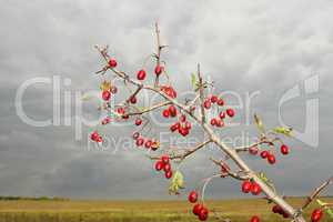 Branch of hawthorn fruit (II)