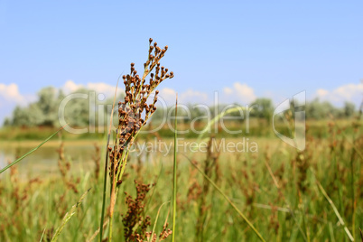 Millet wild plant