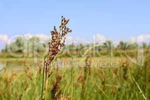 Millet wild plant