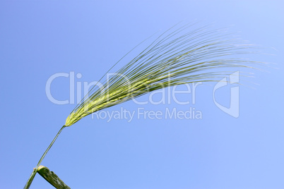 Blooming green ear of barley