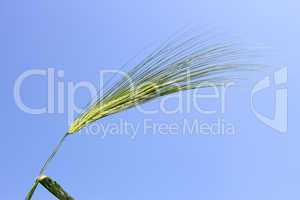 Blooming green ear of barley