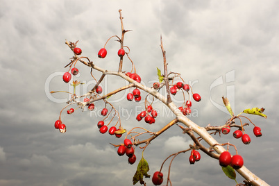 Branch of hawthorn fruit (I)