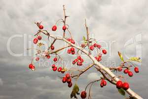 Branch of hawthorn fruit (I)